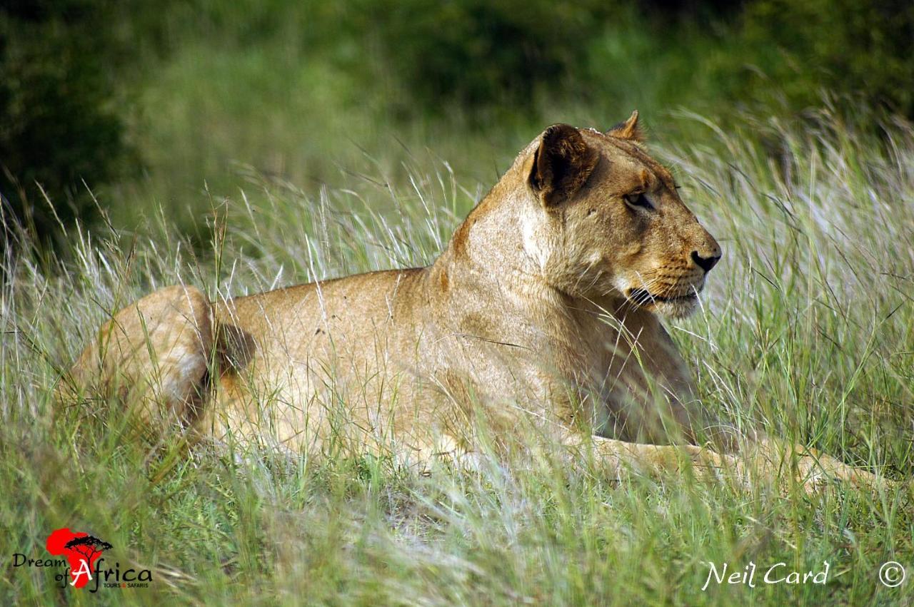 Dream Of Africa Bush Lodge مارلوث بارك المظهر الخارجي الصورة