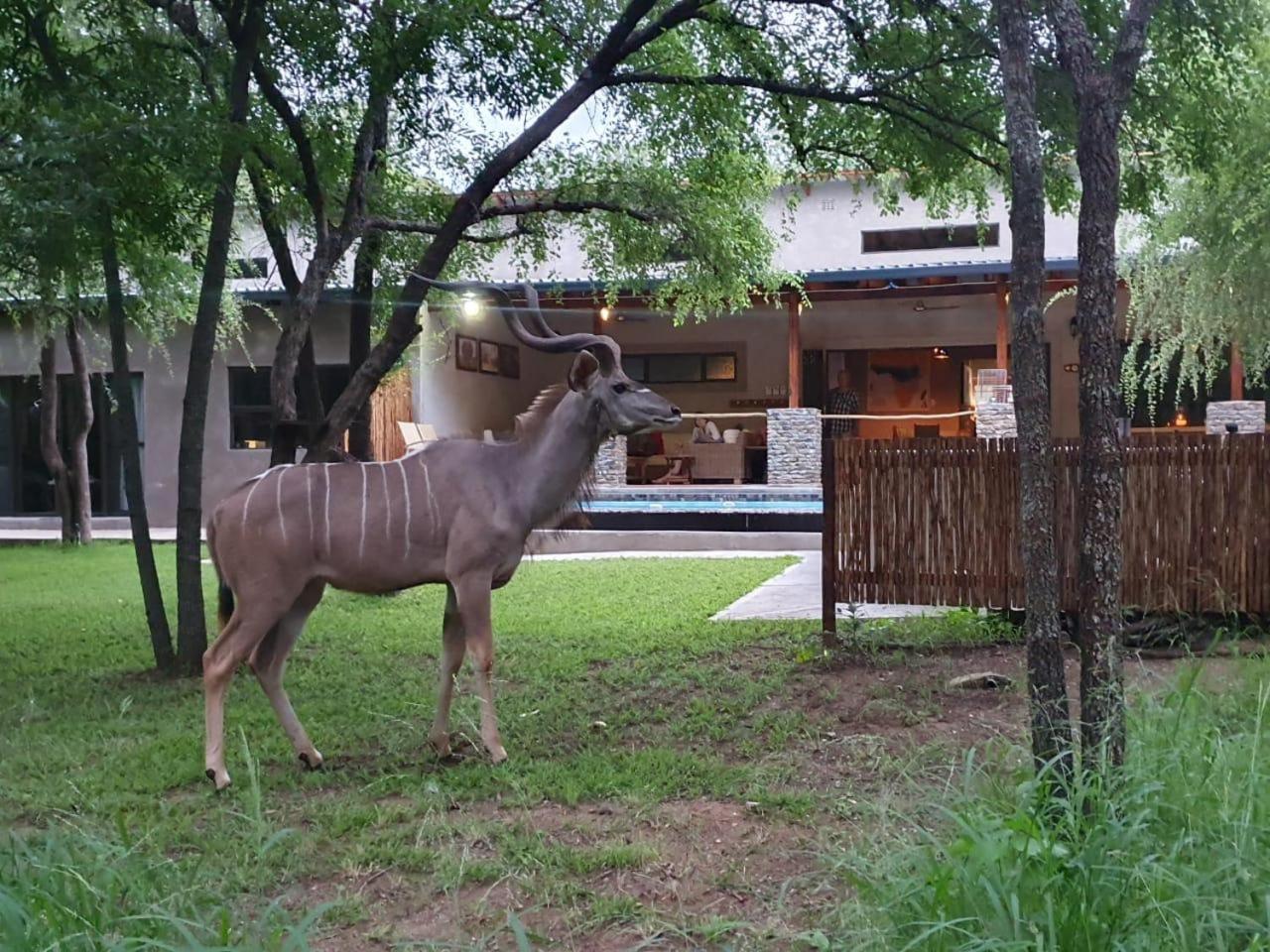 Dream Of Africa Bush Lodge مارلوث بارك المظهر الخارجي الصورة